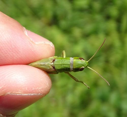 Réf. 326 152 : Pseudochorthippus parallelus parallelus